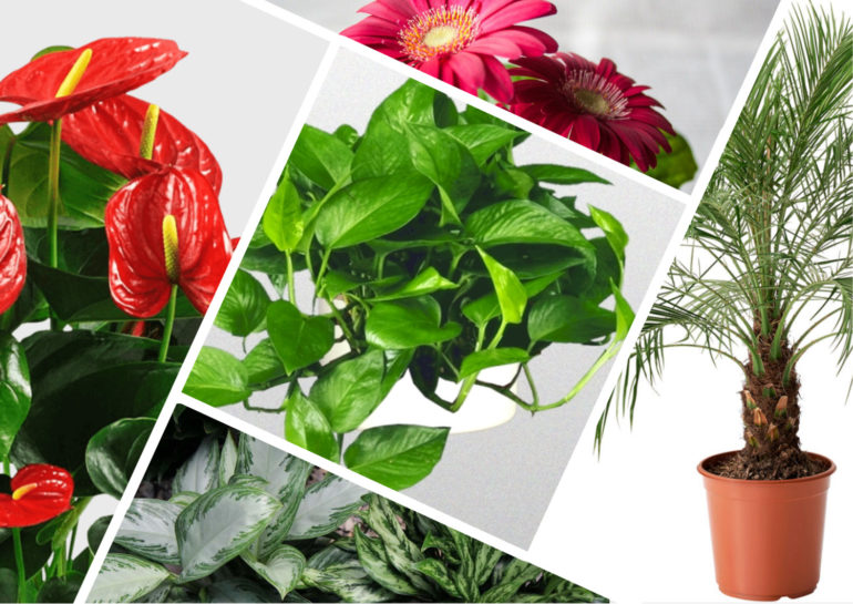 20 plants